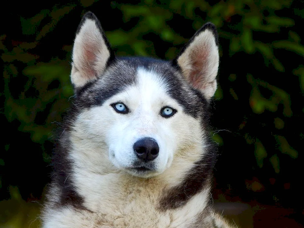 West Siberian husky