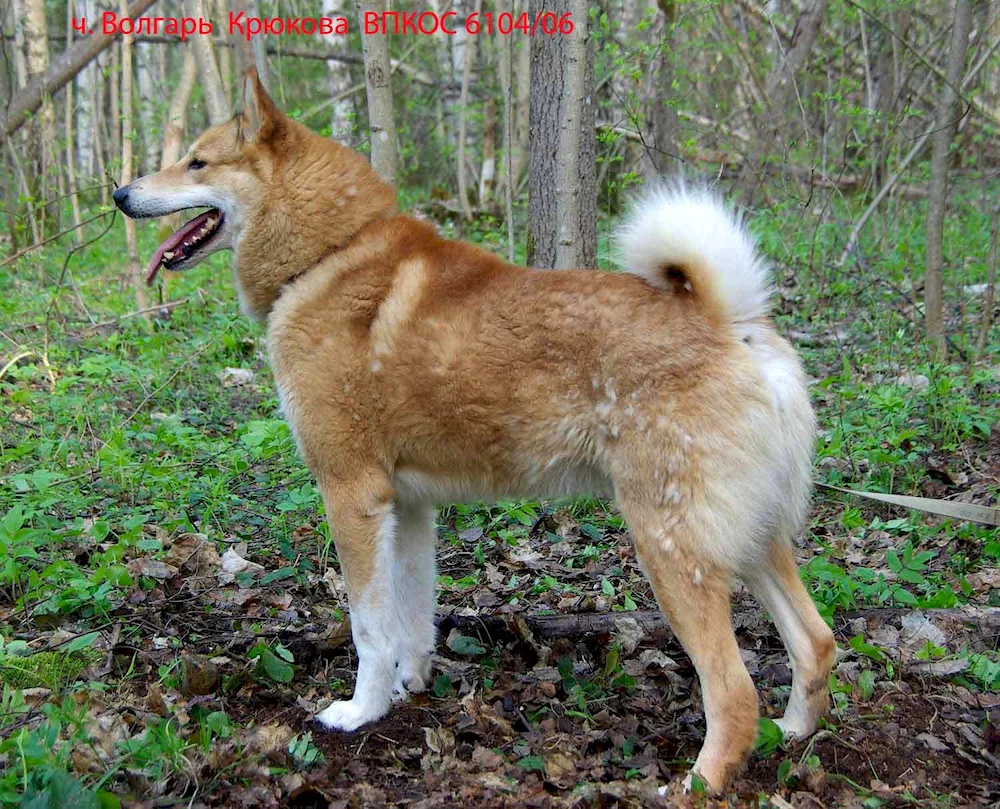 Karelian Finnish husky