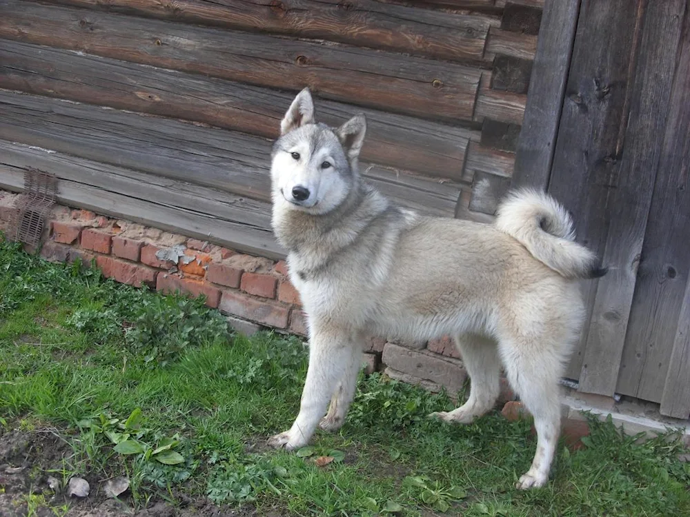 West Siberian husky