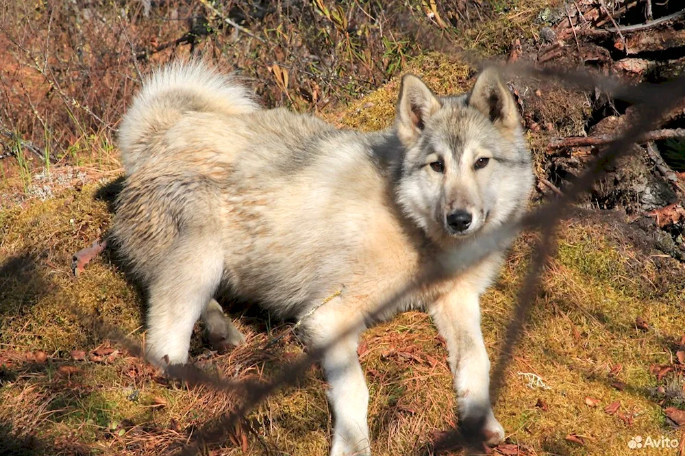 West Siberian husky