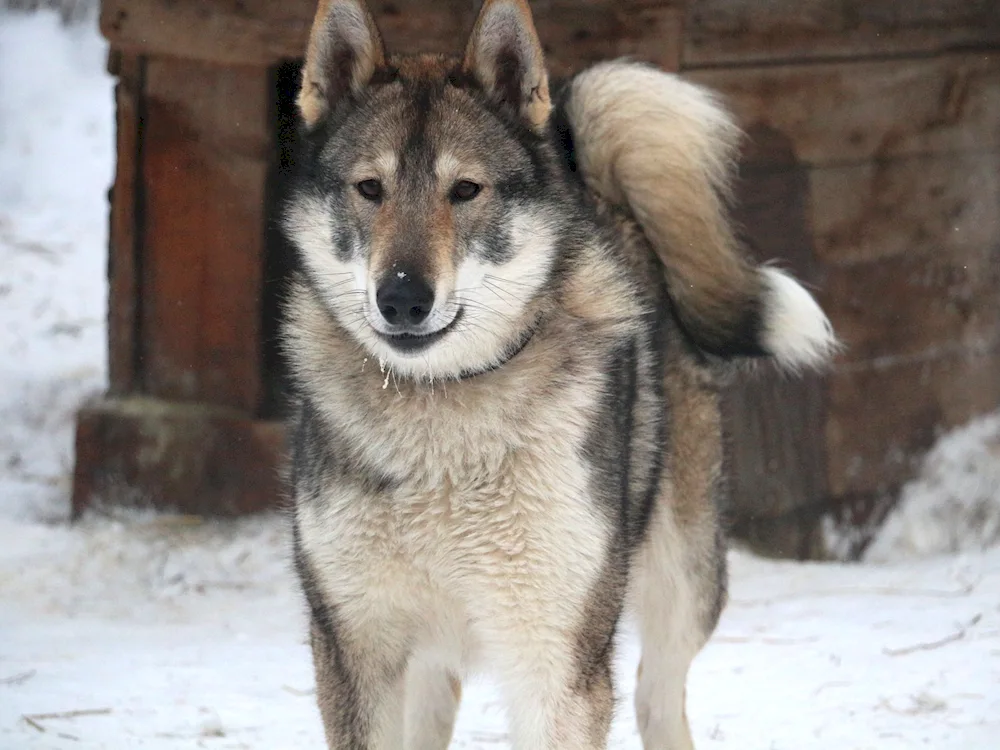 West Siberian husky