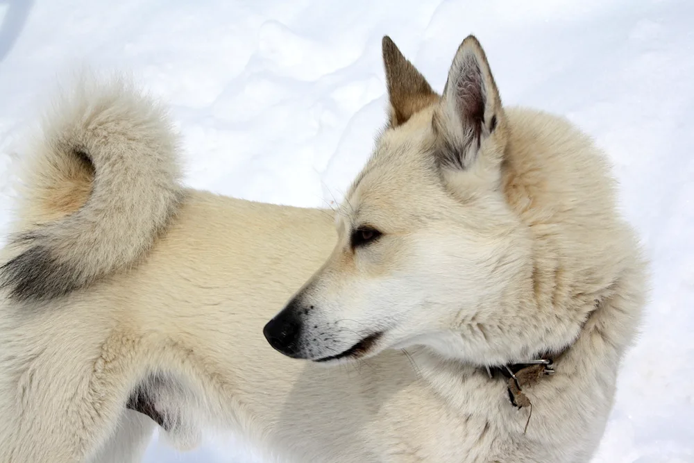 West Siberian husky