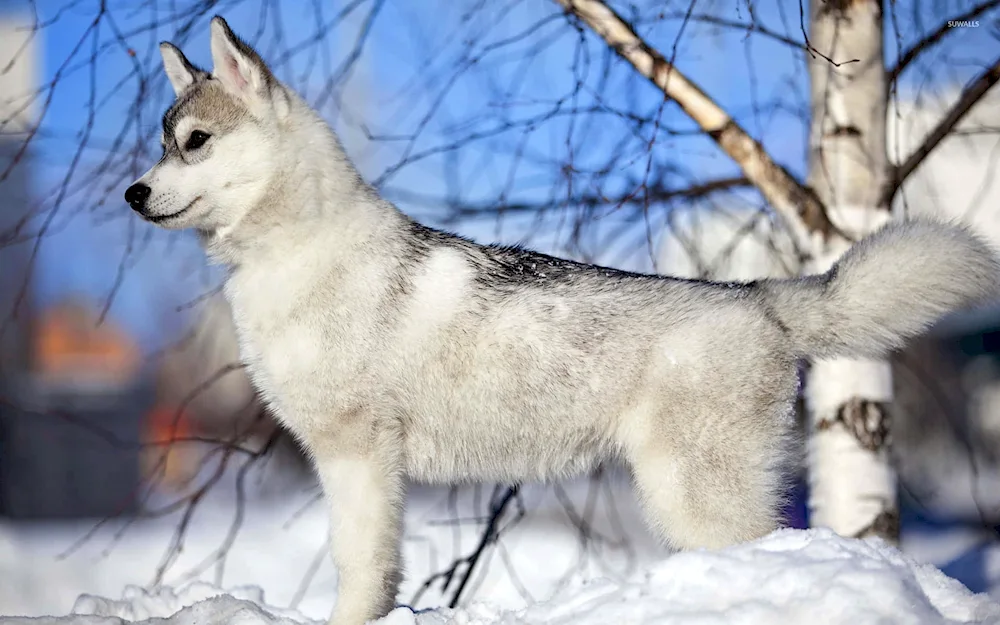 West Siberian husky