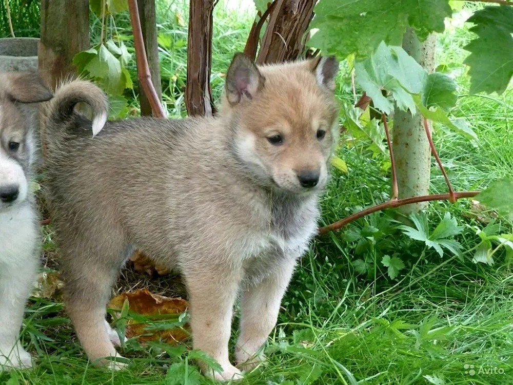 Western Siberian husky