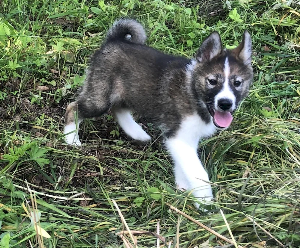 Western Siberian husky