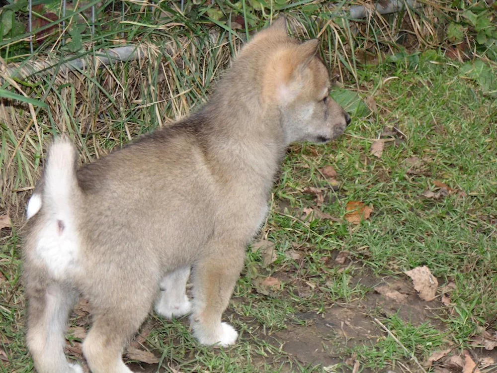 Eastern Siberian husky puppies