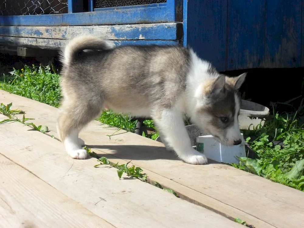 East Siberian husky puppies