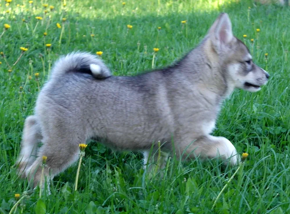 West Siberian husky