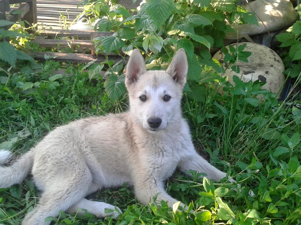 Eastern Siberian husky