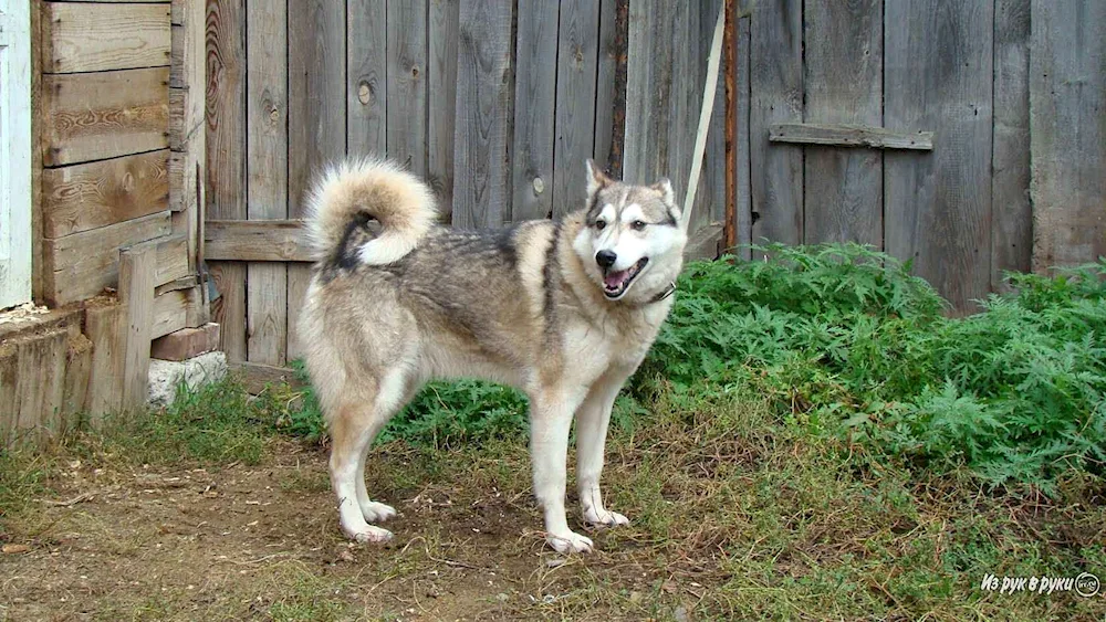 West Siberian husky husky