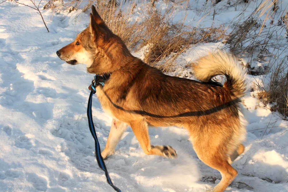 Western Siberian husky