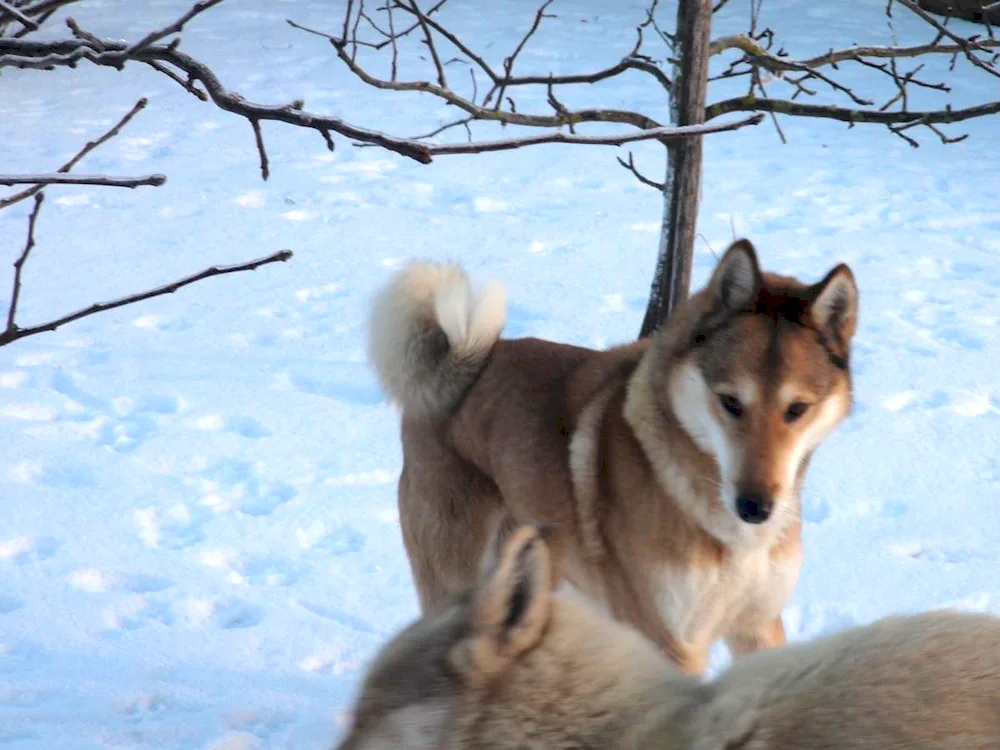 Akita inu