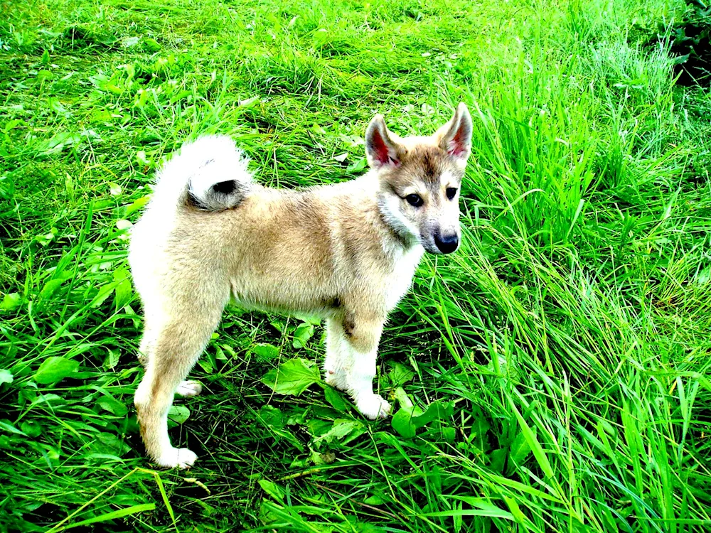 West Siberian husky puppies