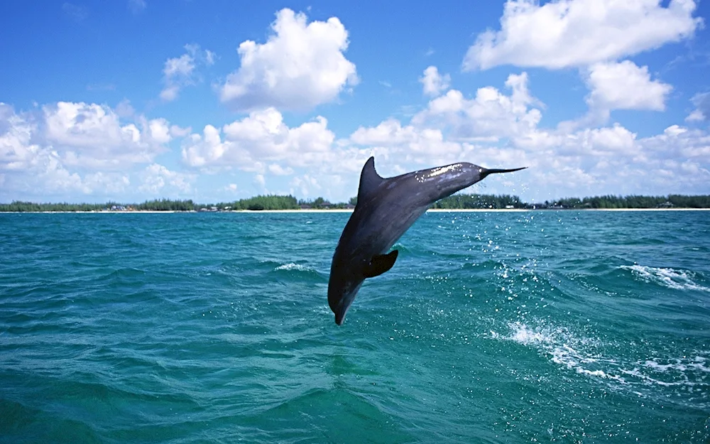 West African Dolphin