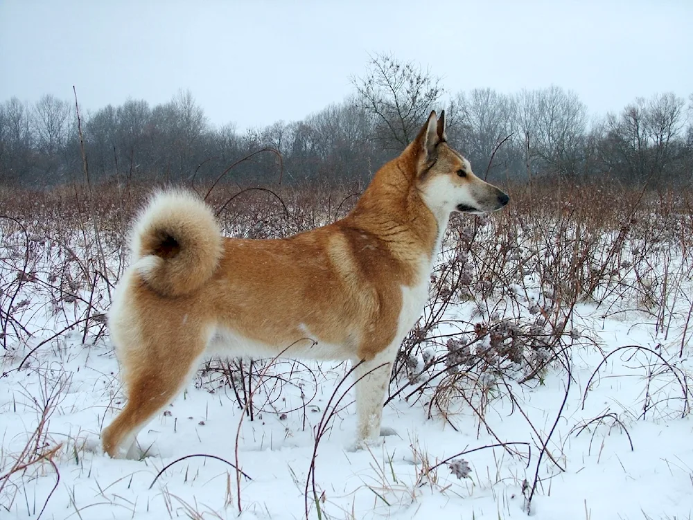 West Siberian husky