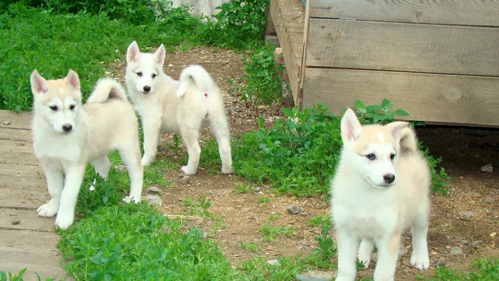 Canadian husky. Eskimo husky