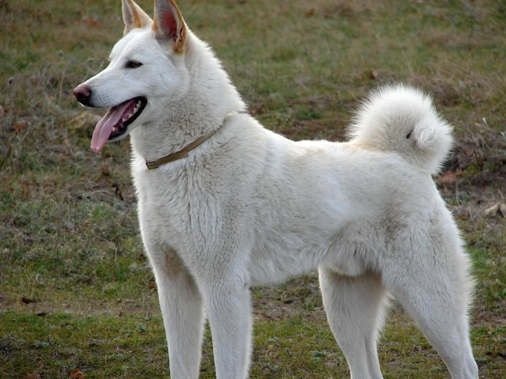 West Siberian husky white Siberian husky