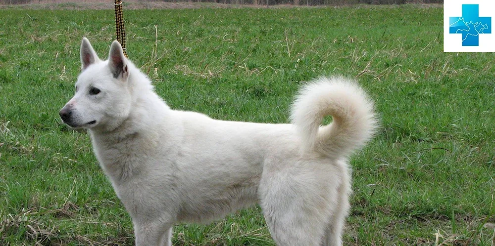 West Siberian husky white. Samoyed husky