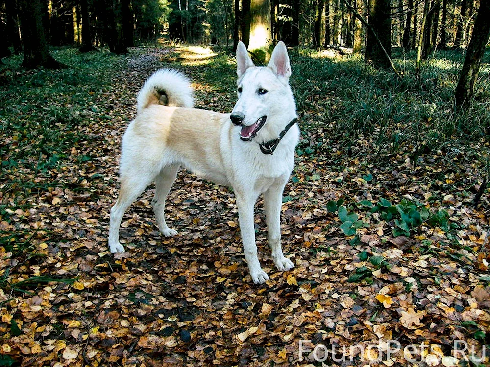 Mackenzie River husky white