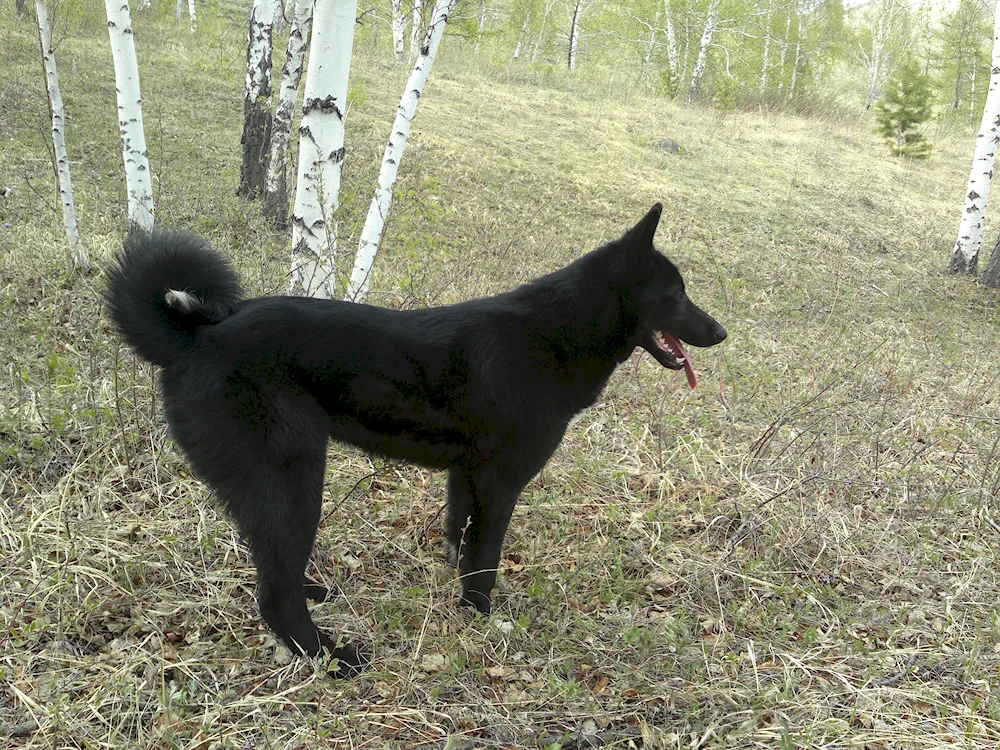 Western Siberian husky black