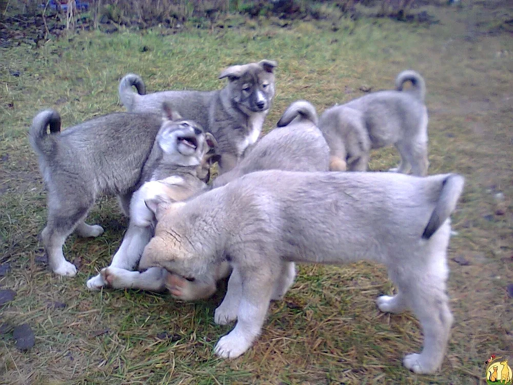 West Siberian husky