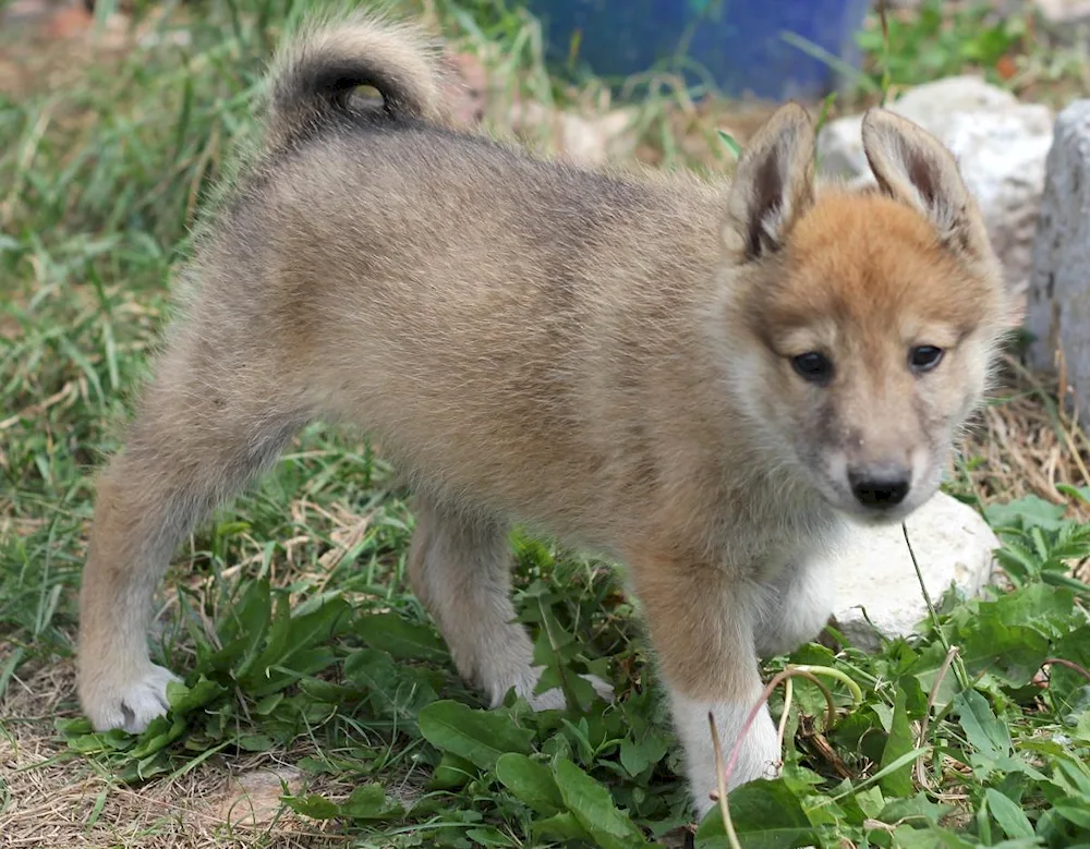 Western Siberian husky