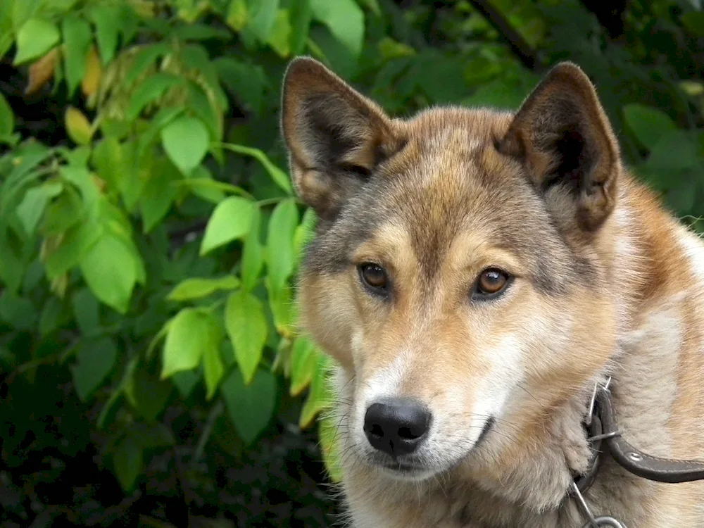 Siberian husky