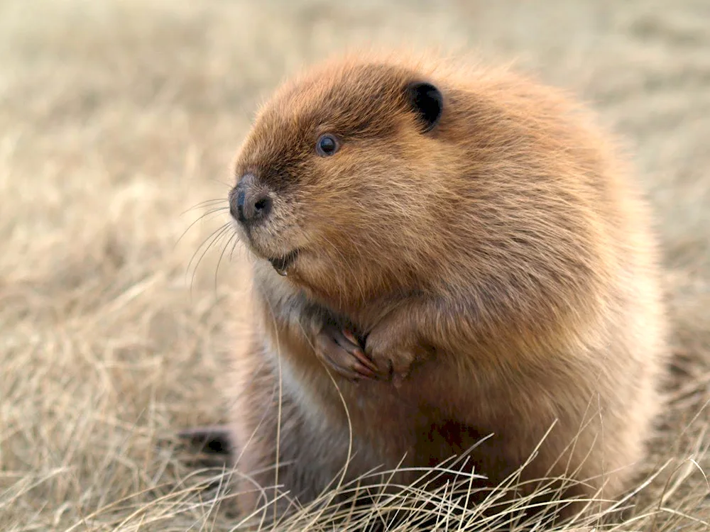 West Siberian Beaver