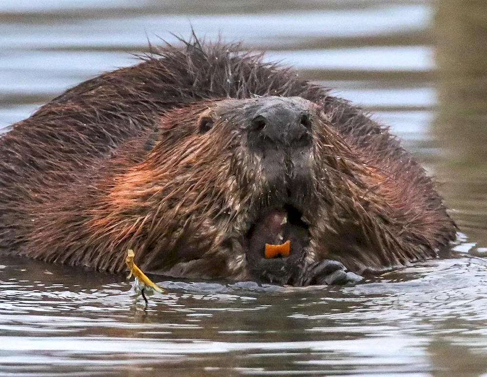 West Siberian River Beaver