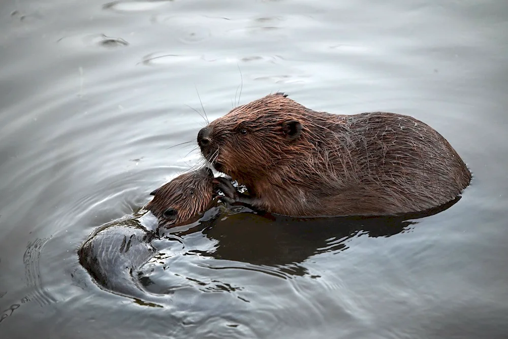 West Siberian River Beaver