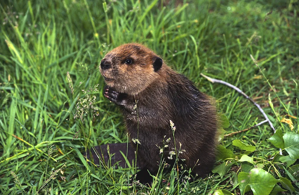 Common Beaver