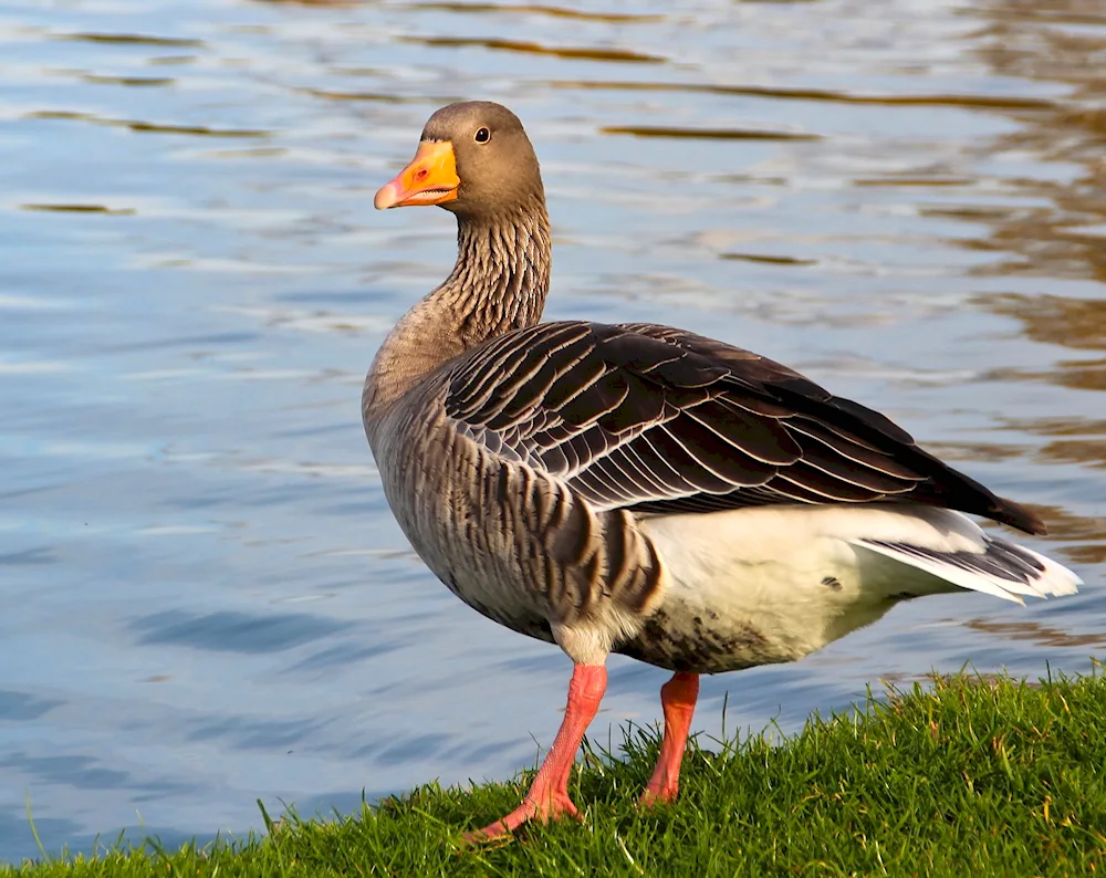 Western forest goose