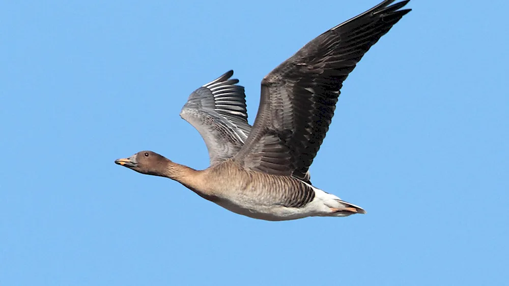 Wild migratory geese