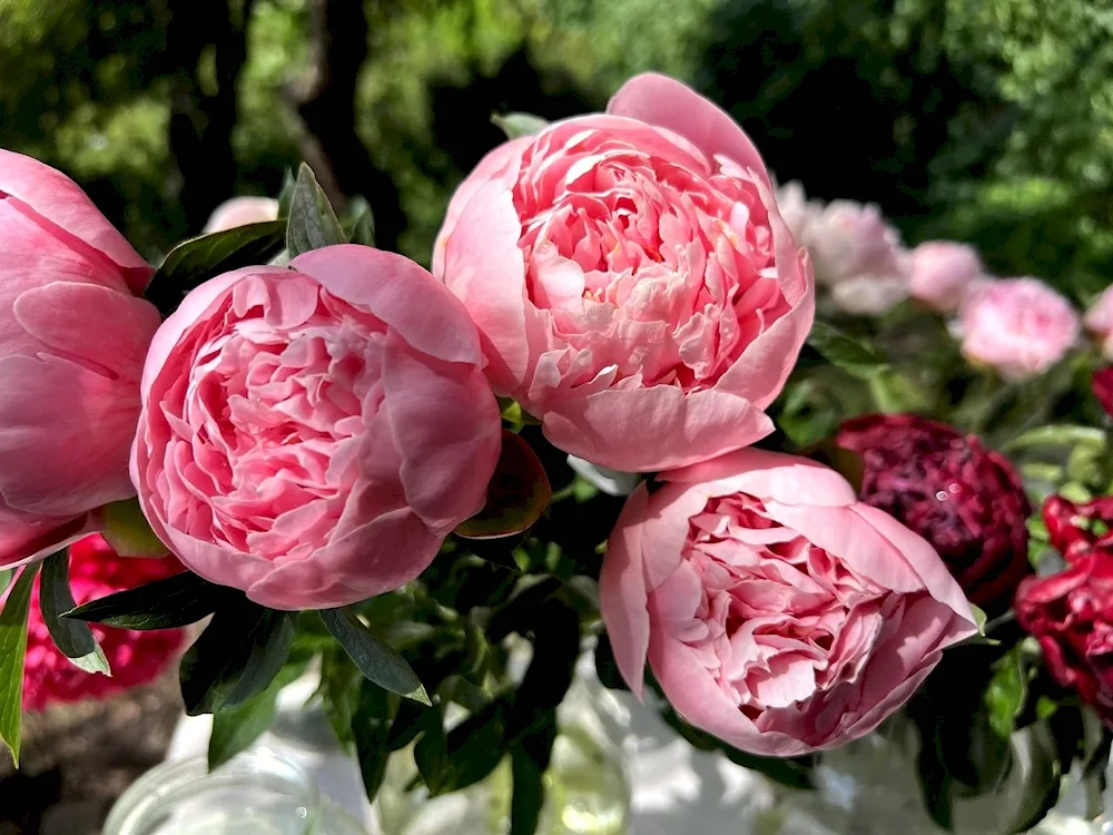 The smell of peonies