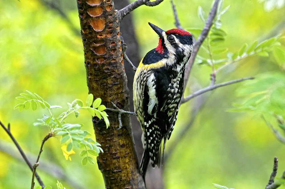 Bryanskiy Forest Reserve woodpeckers