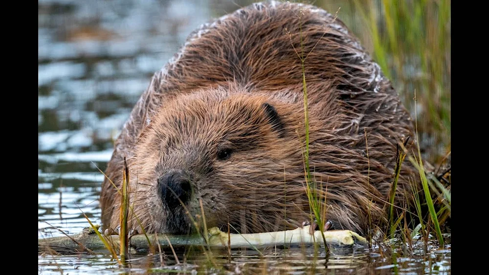 Canadian Beaver Castor canadensis