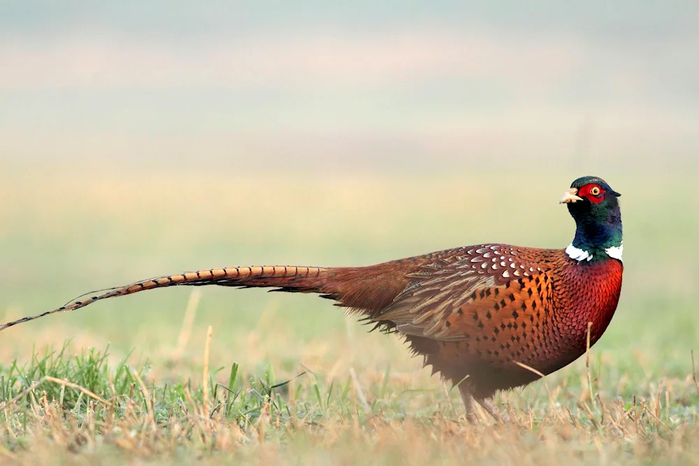 Zarafshan Pheasant