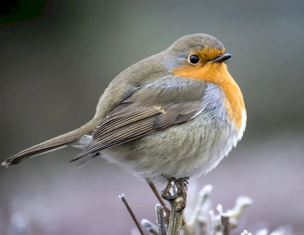 Bird on a branch