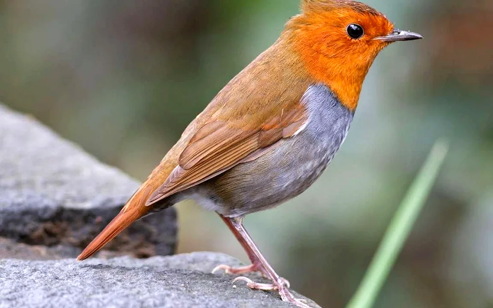 Birds in the forest