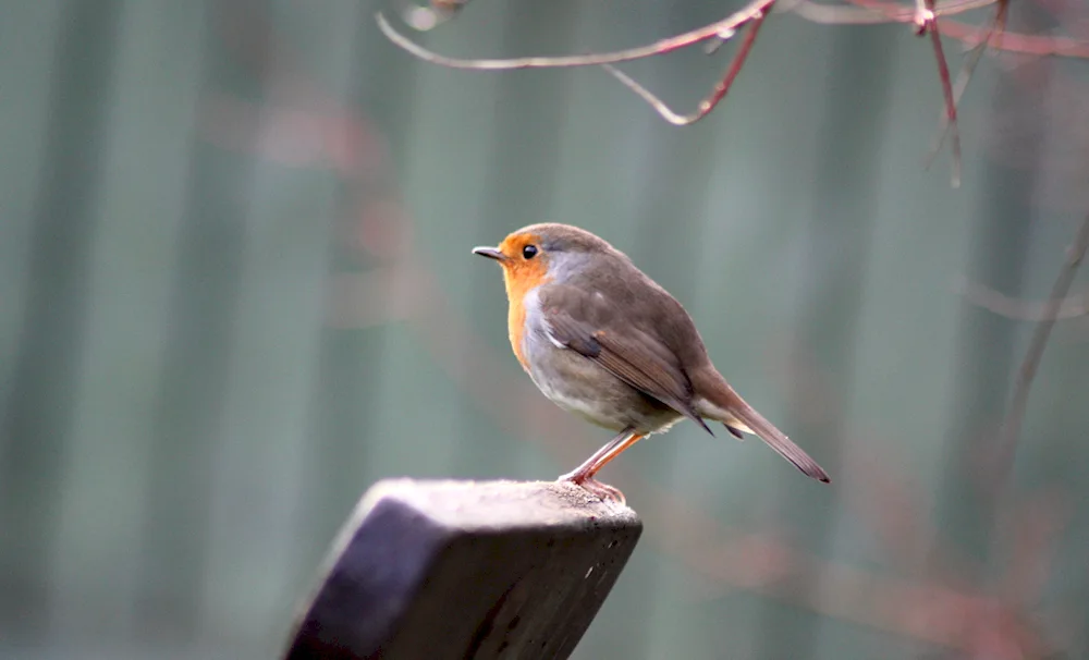 Female Hooded Warbler