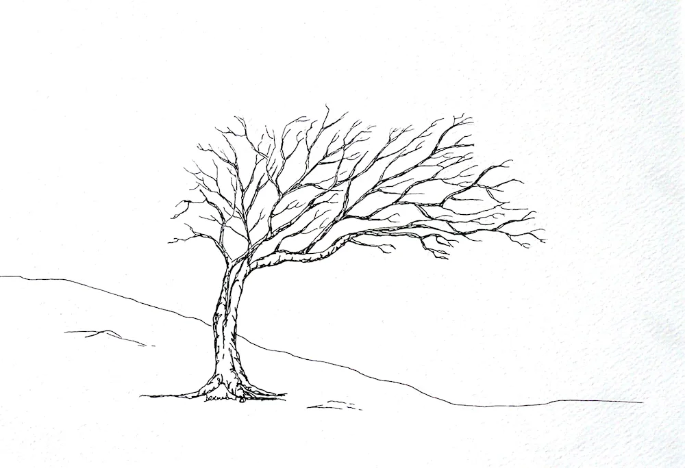 Drawings for drawing forest