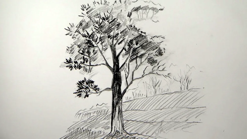 Tree pencil drawing