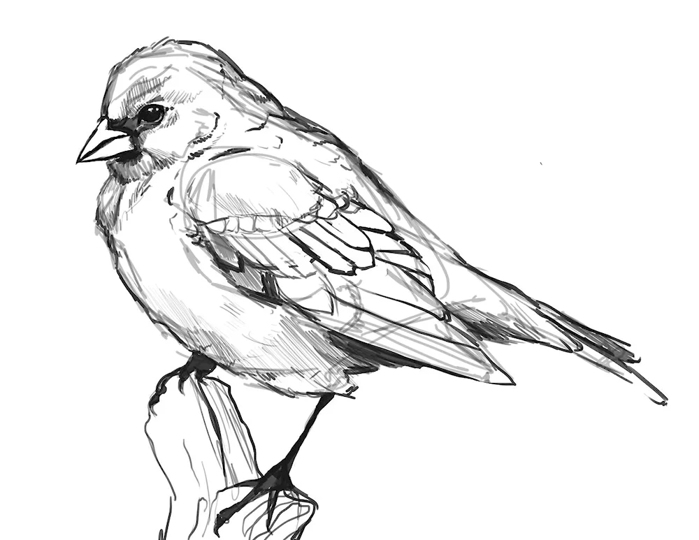 Bird drawing