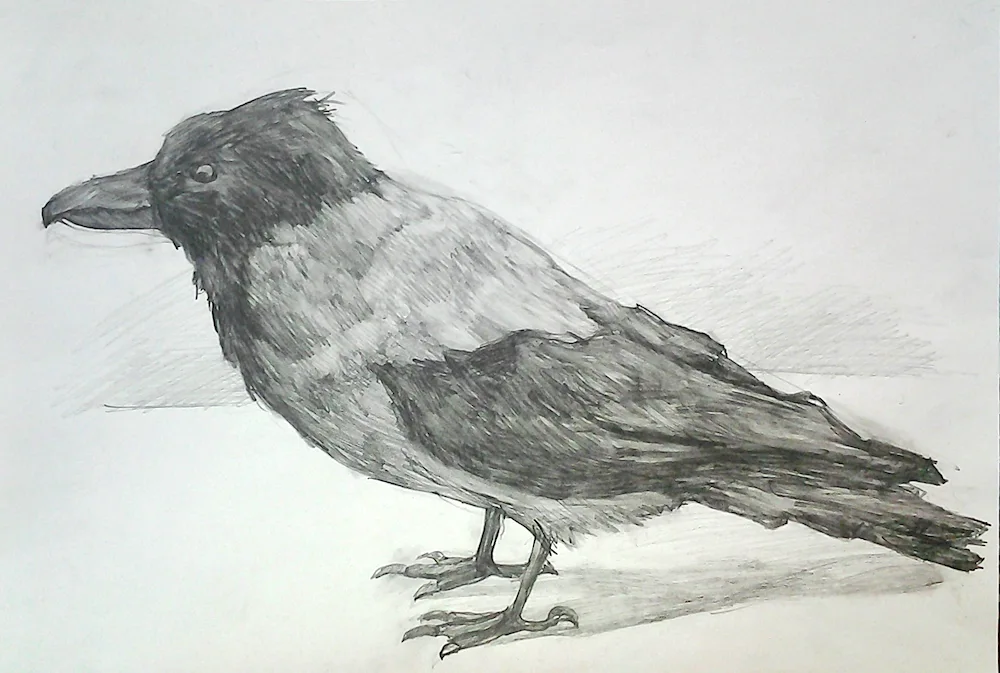 Crow pencil drawing