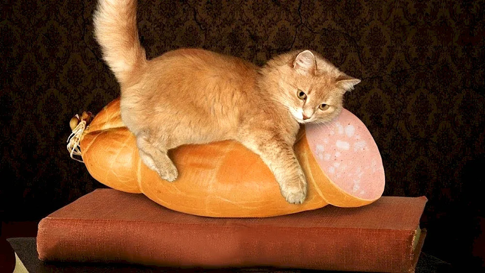 Doctor's cat