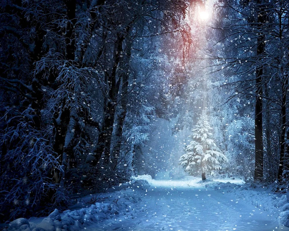 Snowy forest