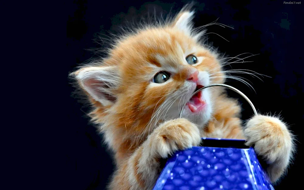 Cat with a cat wearing glasses