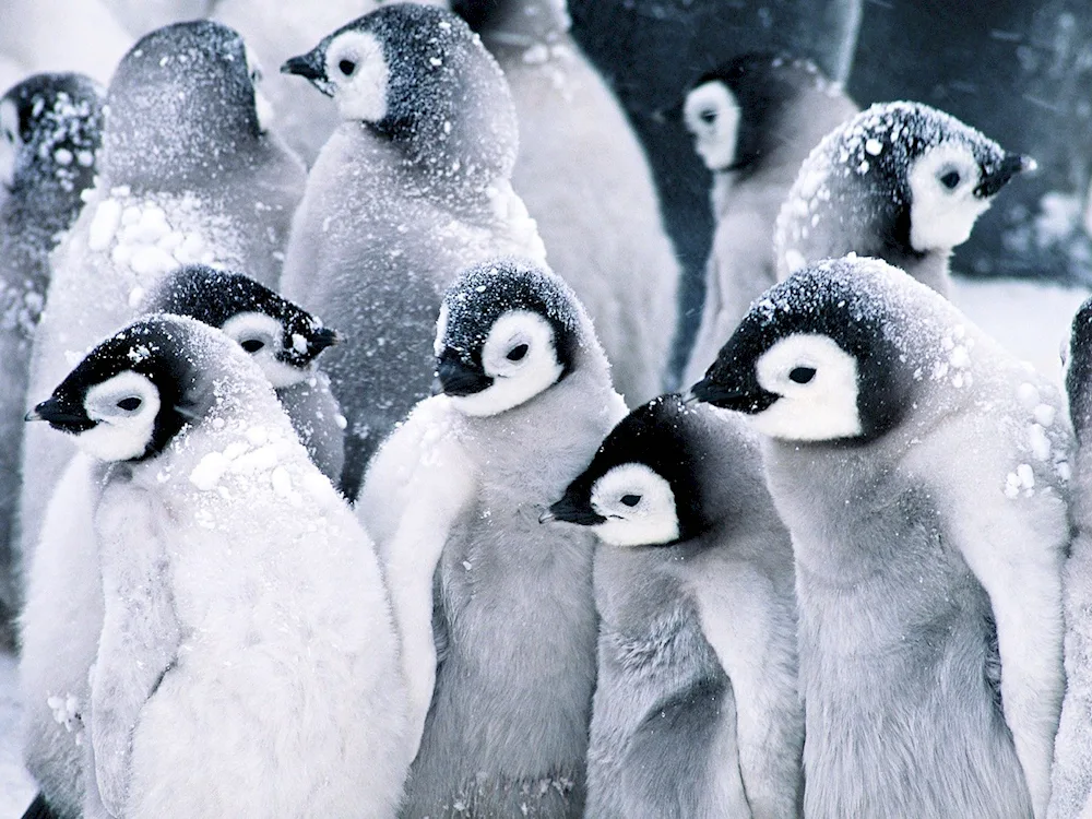 Desktop screensaver penguins