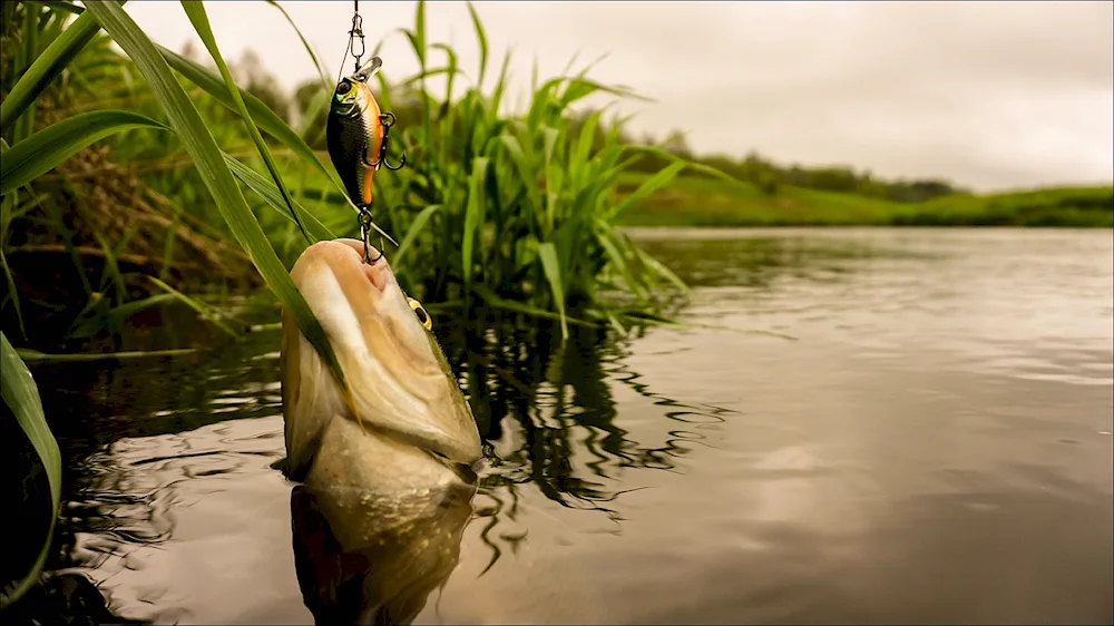 Fishing desktop screensaver