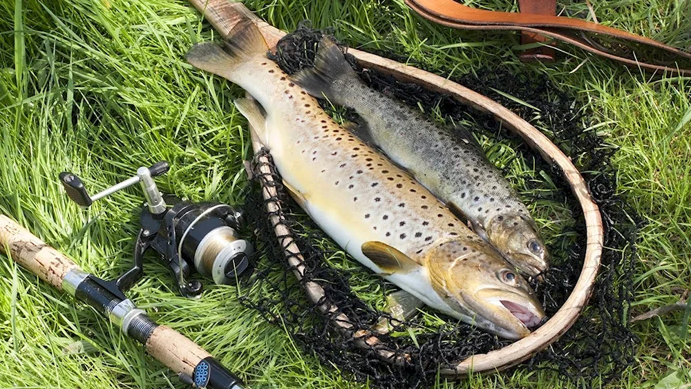 Fish in the lake